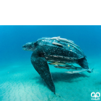 گونه لاکپشت چرمی Leatherback Turtle